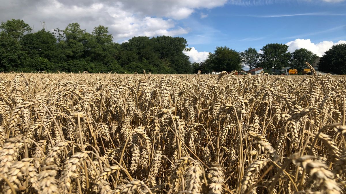 Graanoogst levert minder op door natte meimaand