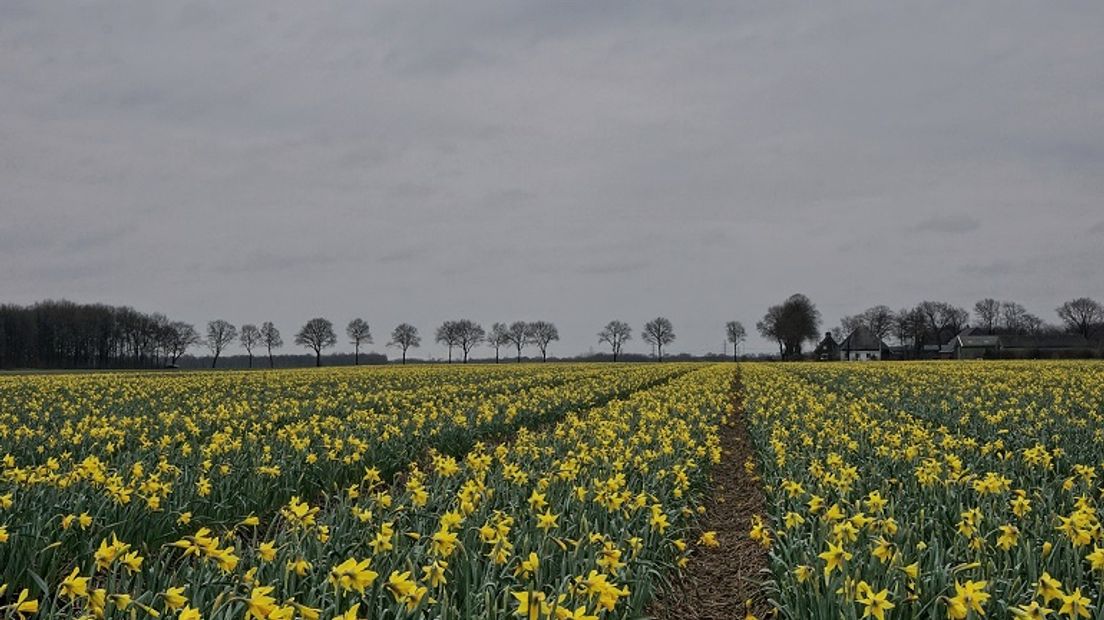 Arjan Pat fotografeerde dit weekend een veld met bloeiende narcissen in de omgeving van Hooghalen