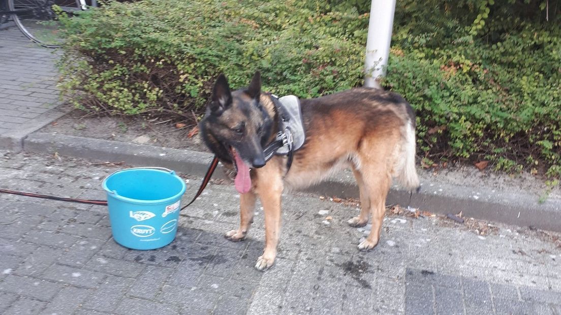 Hond zonder baasje gevonden, zoektocht naar eigenaar