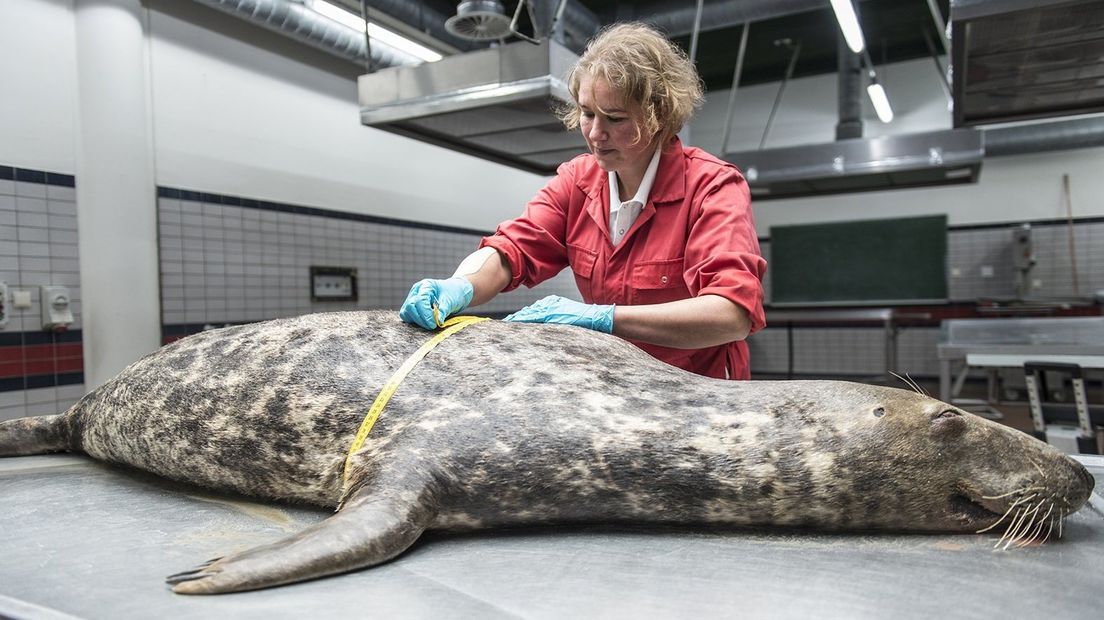 Het Dutch Wildlife Health Centre deed uitgebreid onderzoek op vijf dieren.