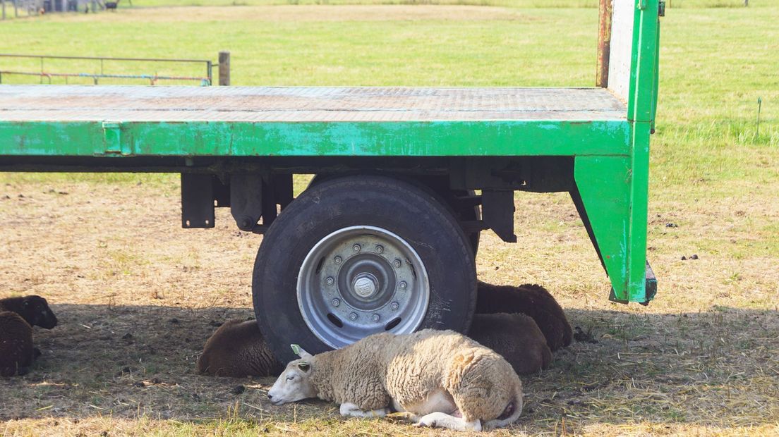 Schapen in de schaduw in Bunschoten.