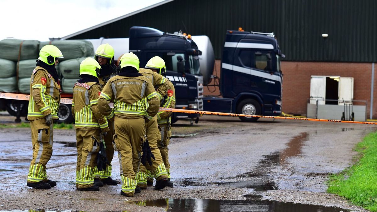 Honderden varkens komen om in stal in Ospel: oorzaak nog onbekend