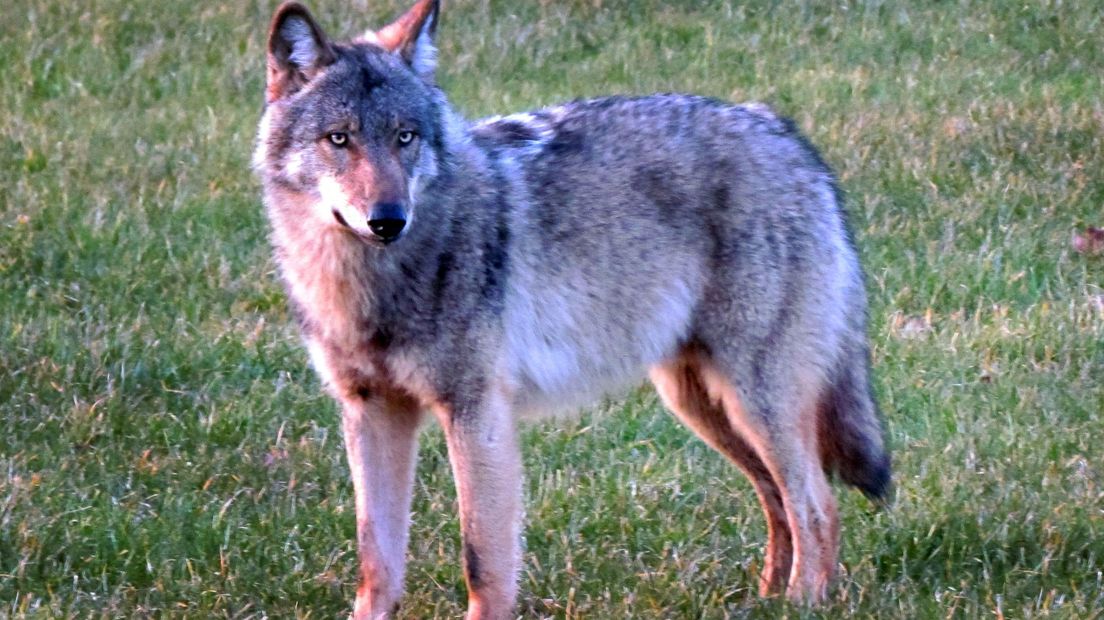 'Drentse' wolf gespot bij kleuterschool in Duitsland