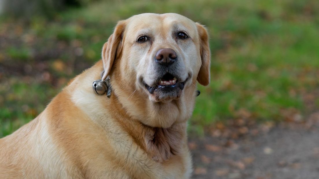 Hond