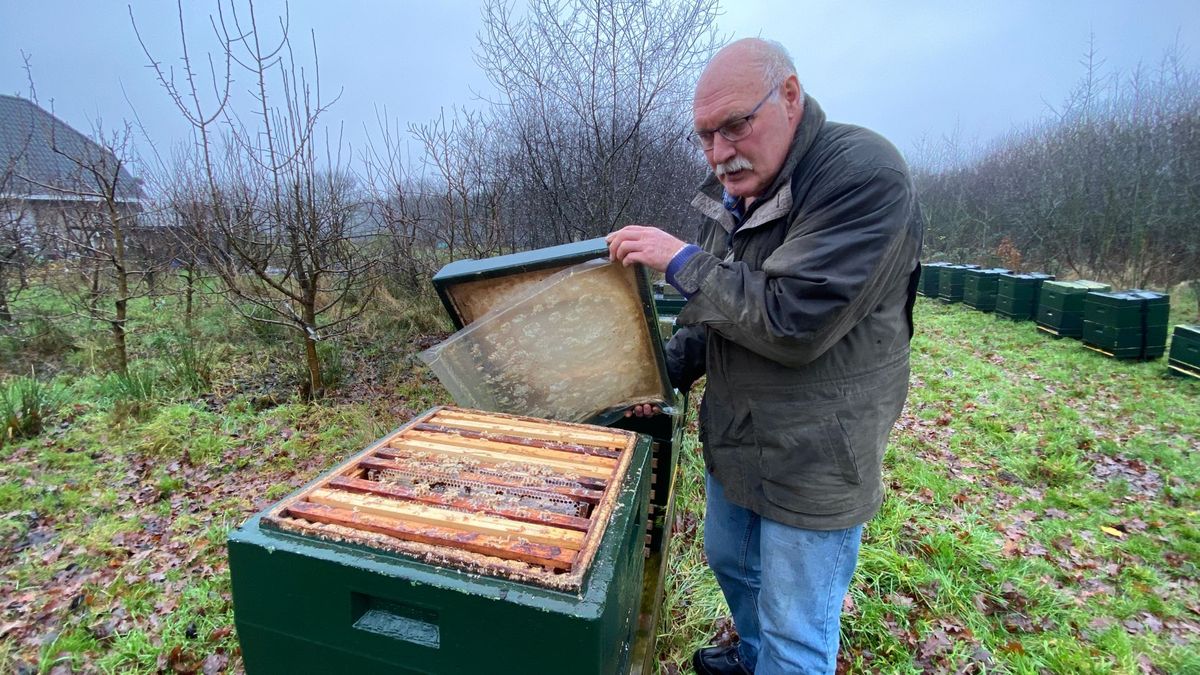 Massale bijensterfte treft Zuidwest-Drenthe