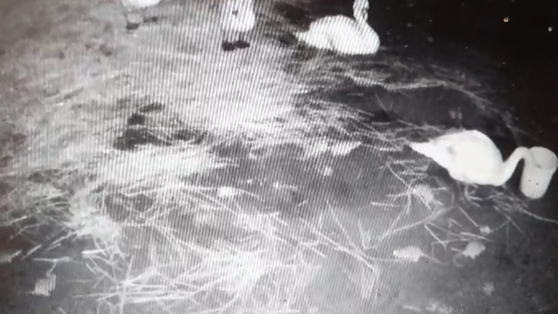 Bewakingscamera legt rattenplaag bloot.