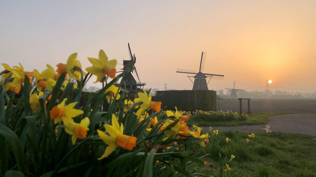 Narcissen in de bloei in Zevenhuizen