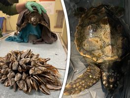 VIDEO: Weer aangespoelde zeeschildpad naar Blijdorp, verzorgers snijden 1,6 kilo mosselen van schild