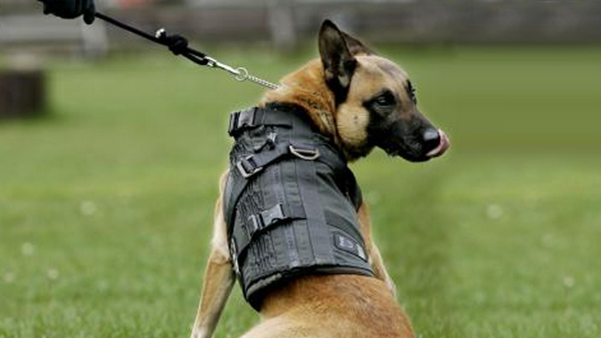 Politiehond, het was een collega van de Douane die de sigaretten vond