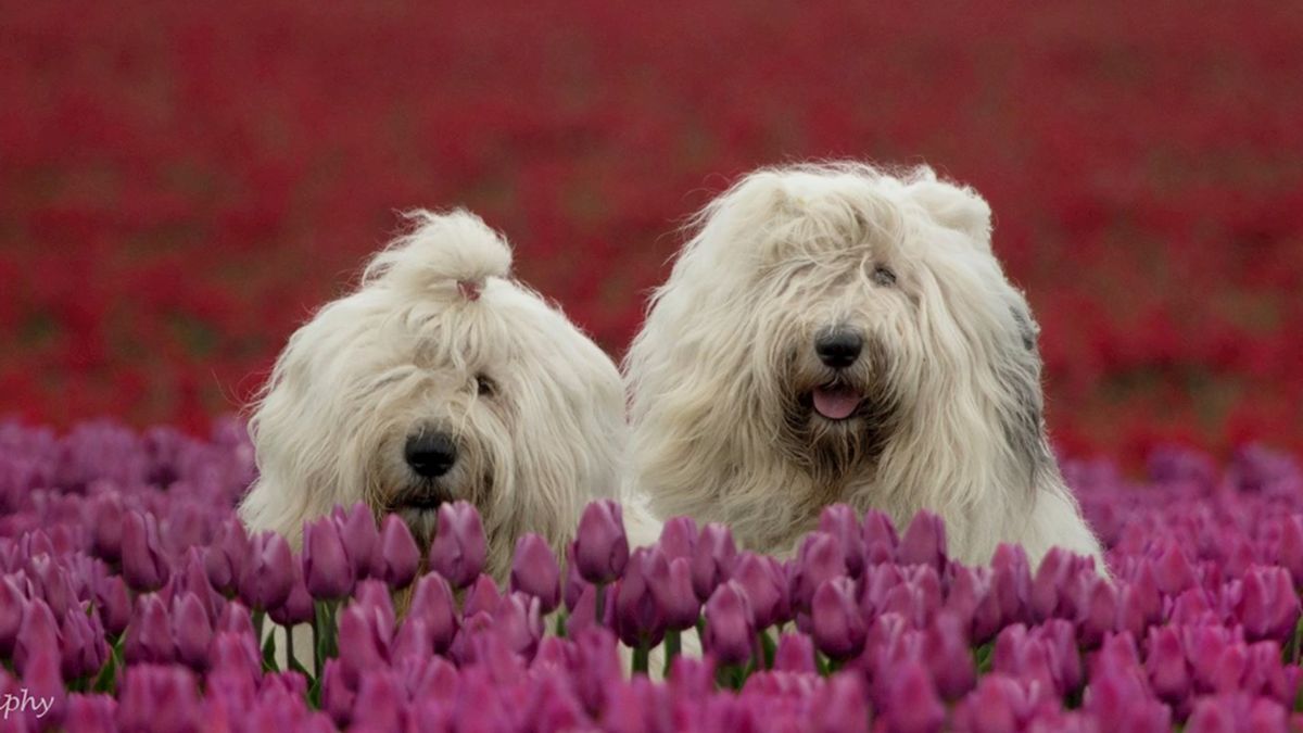 Harige fotomodellen Sophie en Sarah uit Sibculo al jaren wereldberoemd op social media