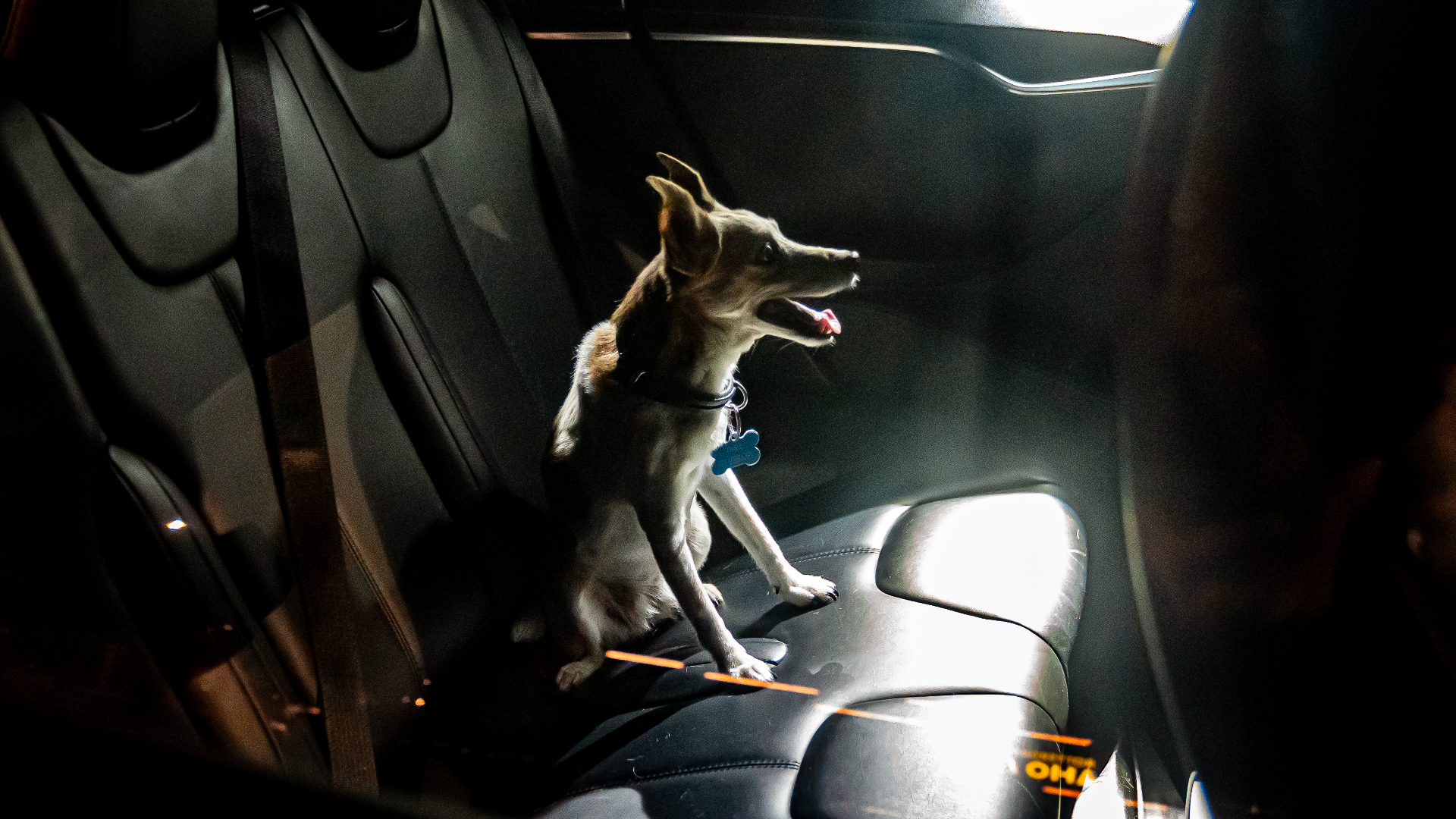 De hond zit op de achterbank van de auto.