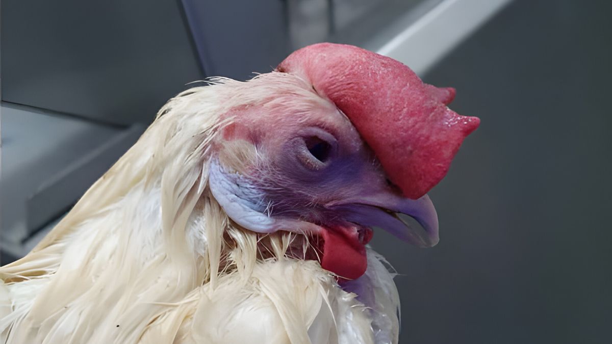 Afgescheurde koppen en onverdoofd slachten: misstanden bij pluimveeslachterij in Dronryp