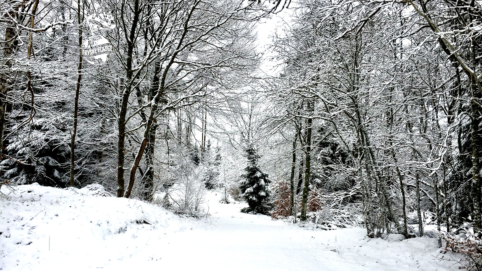 It is no noch wyt fan snie by Renny en dy