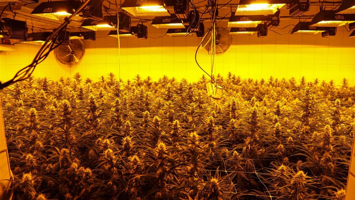 OM eist miljoen euro en taakstraf tegen man uit Bentelo voor runnen wietplantage