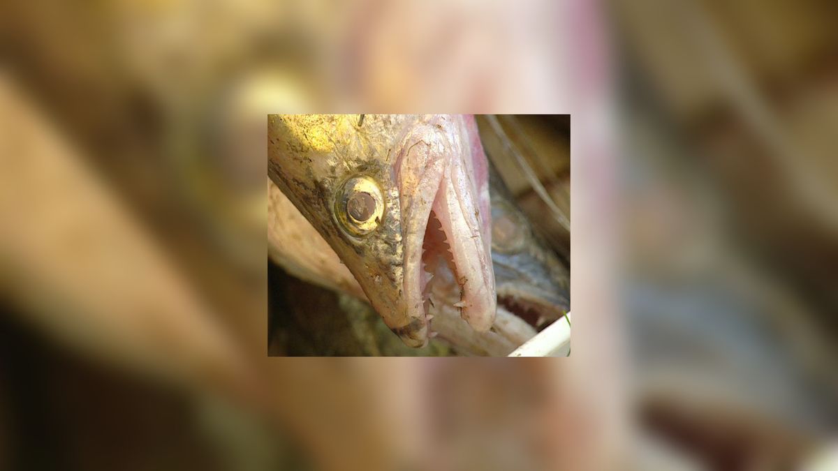 Visstropers Tjeukemeer gepakt