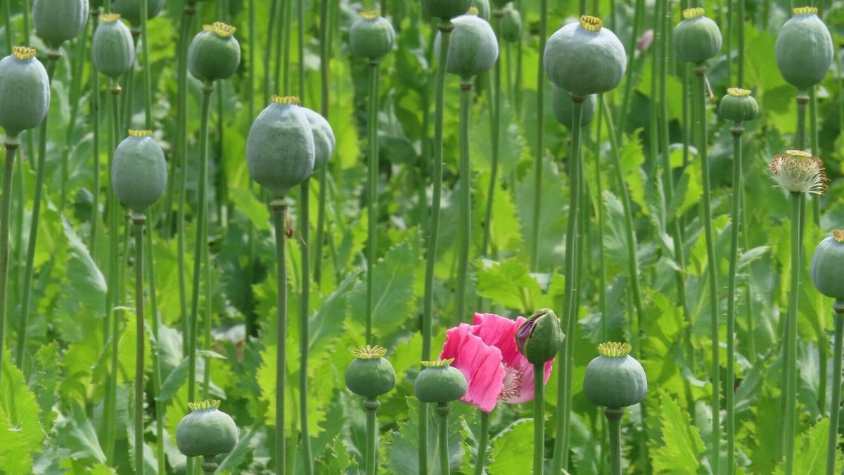 Net op tijd voor een bloeiende papaver