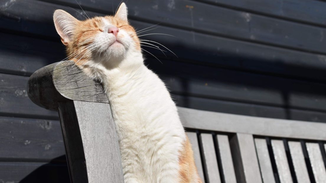 Een kat geniet van het zonnetje in Kloetinge