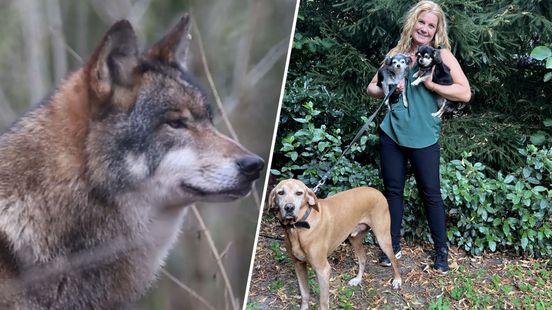 Foto: Hondenbezitters wapenen zich na wolvenaanval