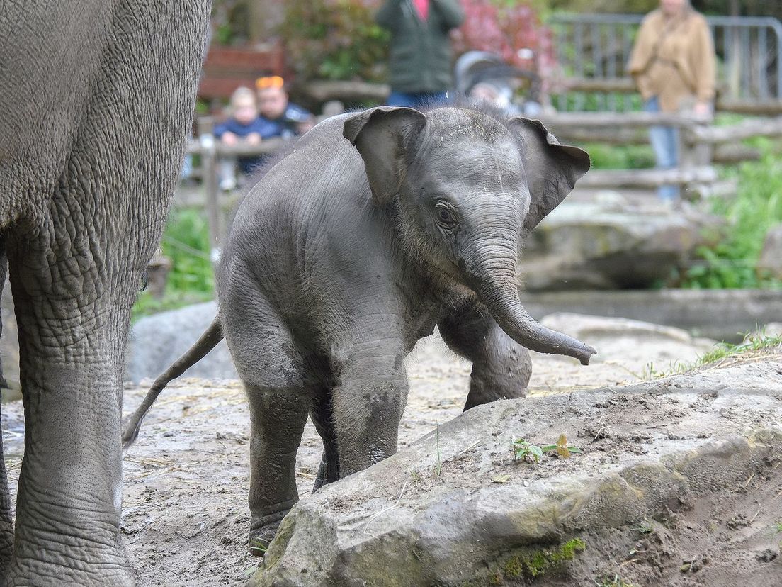 Het jonge olifantje Radjik in Diergaarde Blijdorp