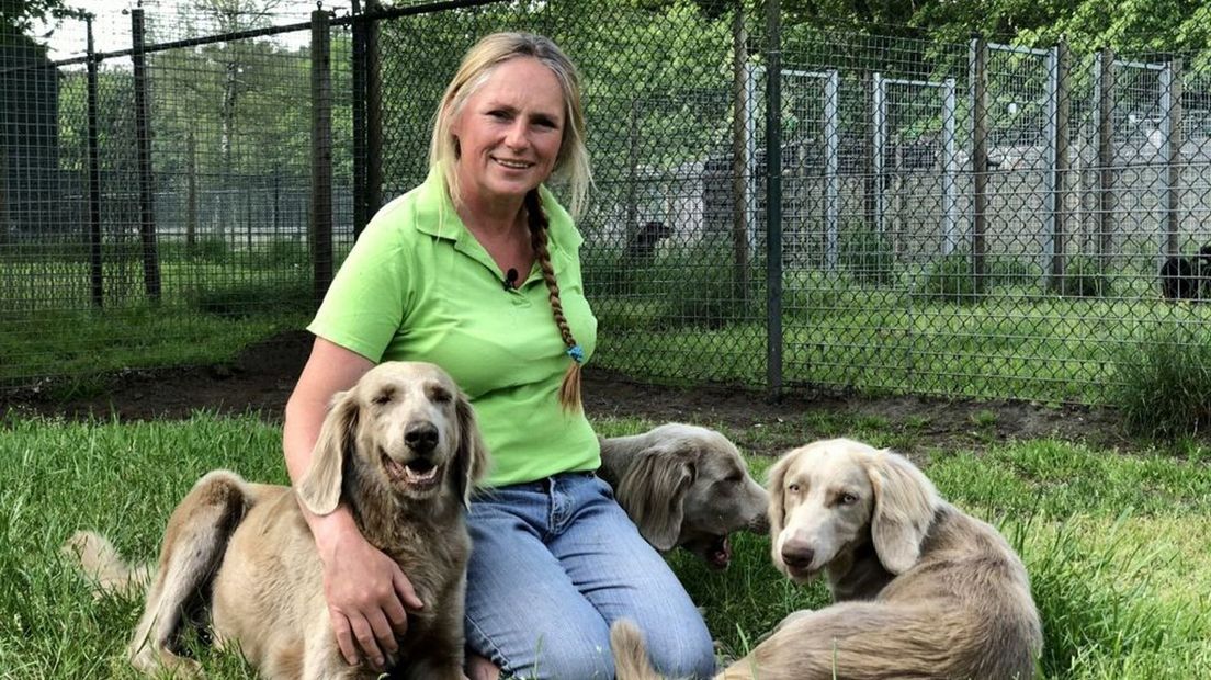 Dierenherberg Het Grote Veld heeft dit jaar 20 procent meer honden.