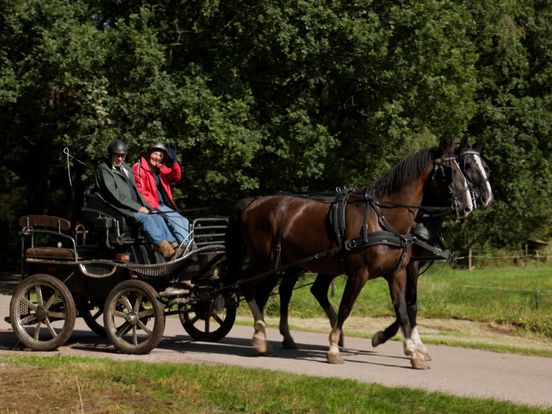 Doek valt voor paardenvierdaagse Zorgvlied: 'Je moet aan steeds meer kleine lettertjes voldoen'