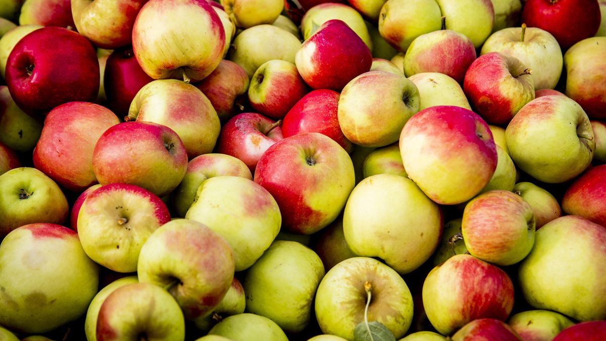 34 medewerkers van Betuwse fruitbedrijven hebben corona