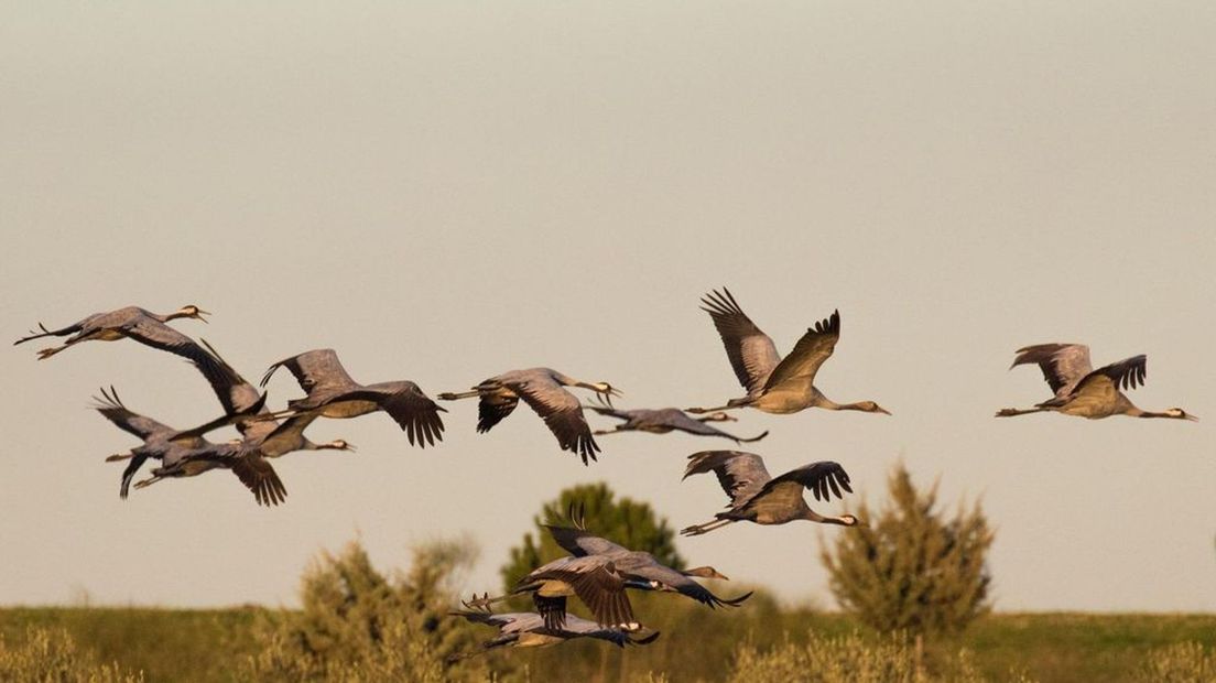 Kraanvogels