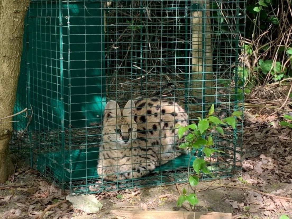 De gevangen serval in Hoogvliet