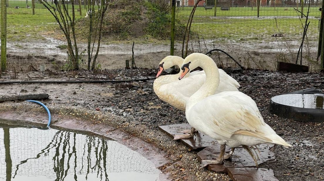 Zwanen in de opvang van FaunaVisie