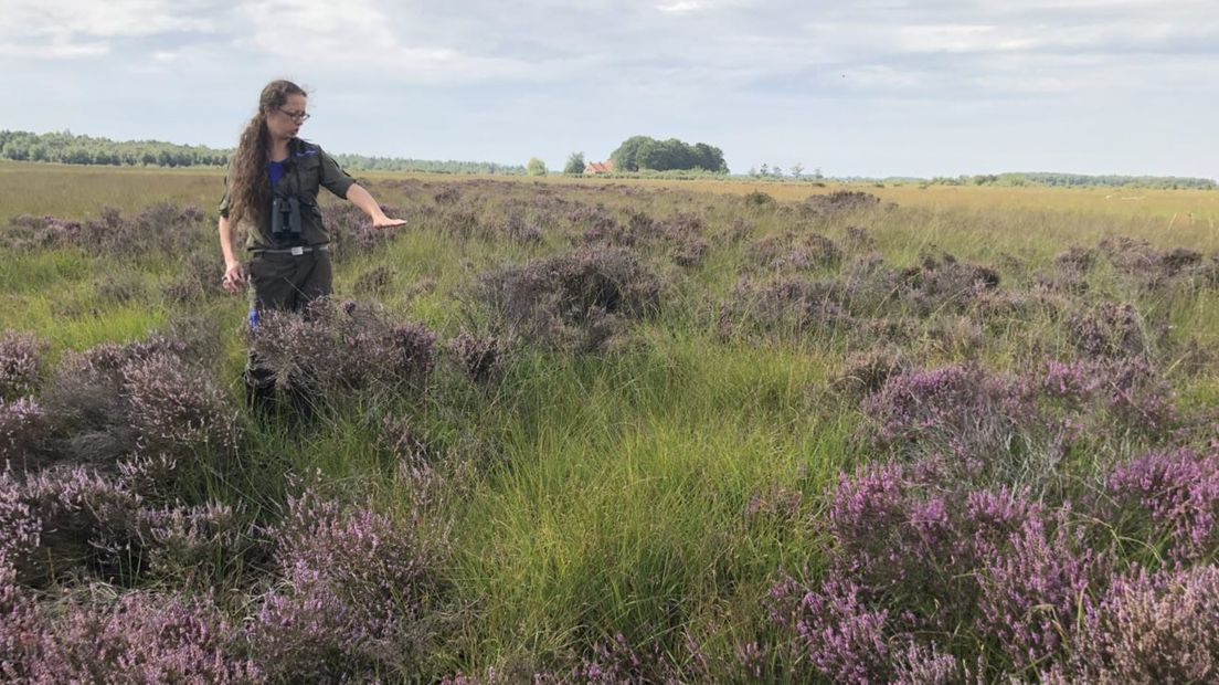 Marjan Dunning legt uit dat reptielen vooral hoge beschutting nodig hebben (Rechten: RTV Drenthe/Petra Wijnsema)