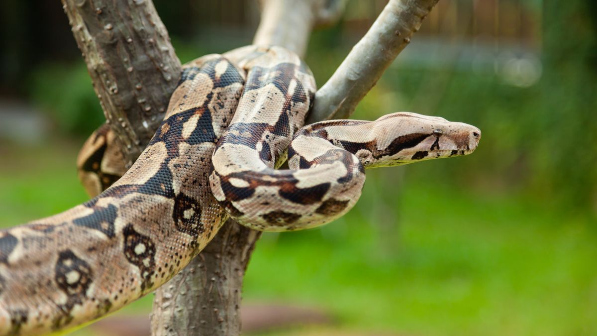 Wurgslang vermist? Politie verspreidt oproep op burgernet voor gevonden boa constrictor