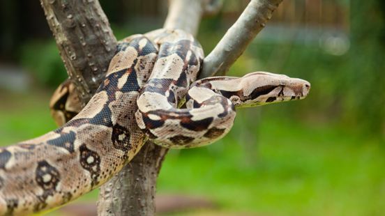 Wurgslang vermist? Politie verspreidt oproep op burgernet voor gevonden boa constrictor Home