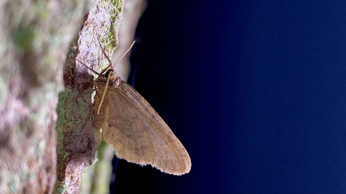 Kleine wintervlinder
