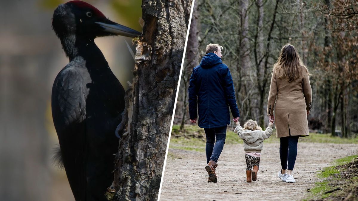 Natuurgebieden Veluwe minder toegankelijk om dieren rust te geven