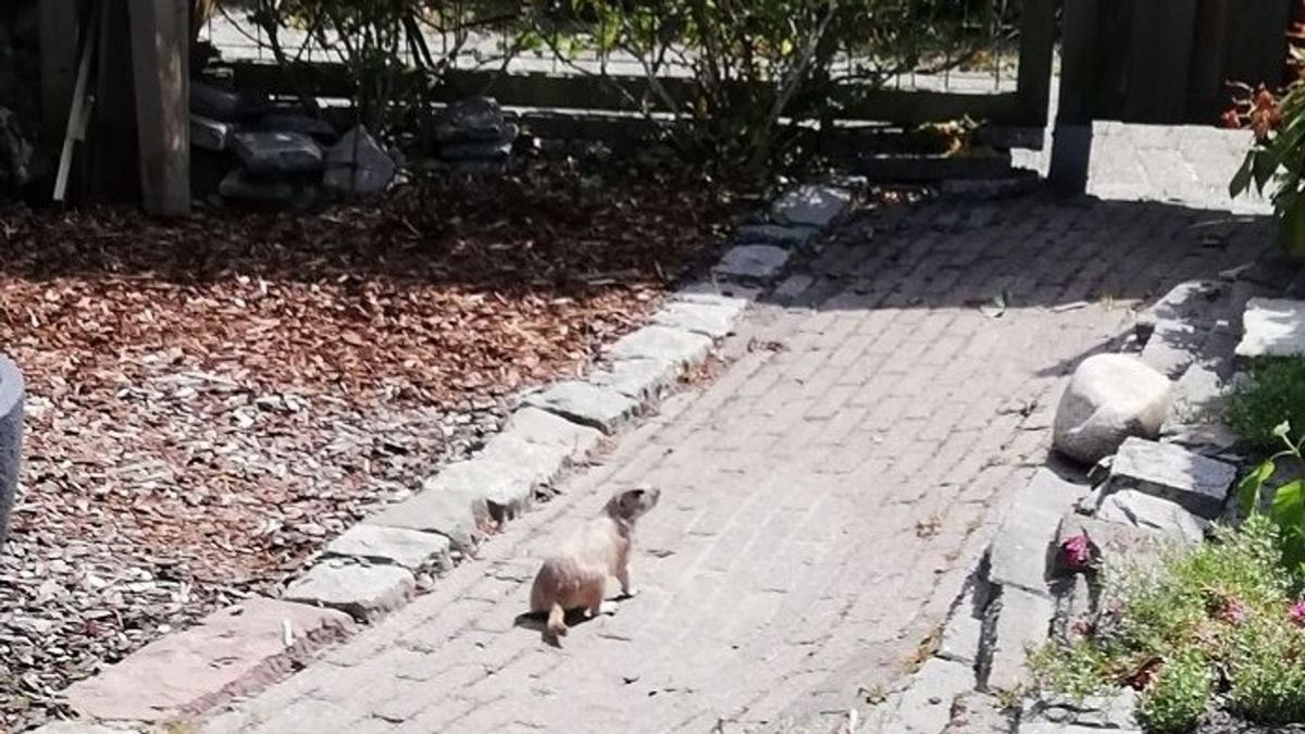 Prairiehond uit dierenpark Wildlands op avontuur in wijken Emmen