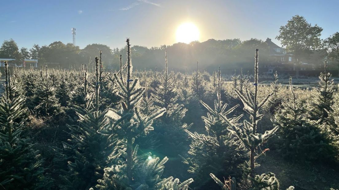 De kerstbomen in Haren