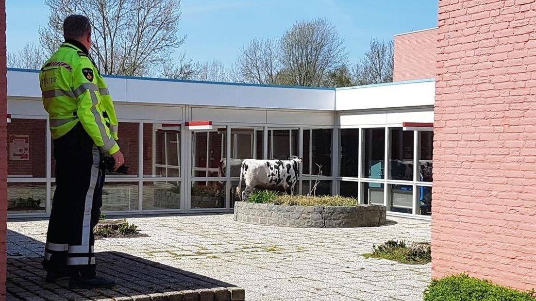 Ontstnapte koe bij woonzorgcentrum Stelle in Oostburg