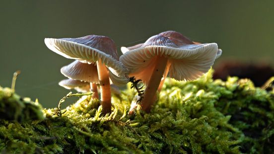 Blote voeten in oktober: Zeeuwse herfst uitzonderlijk warm Nieuws