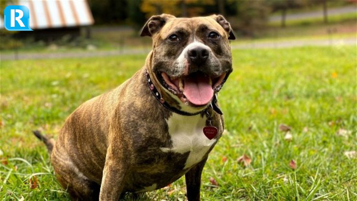 Een aanval op jouw hond? Dit zijn tips van de hondentrainer Omroep