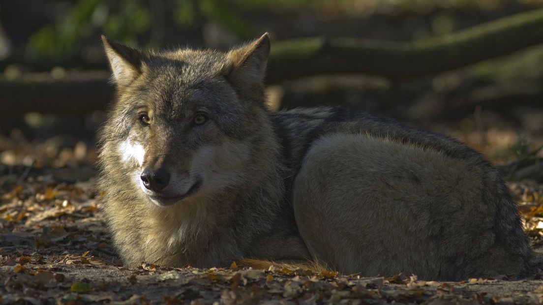 Wolf (Rechten: Free Nature Images/Mark Zekhuis)