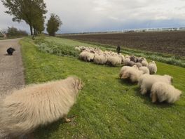 Van meerdere schapenhouders verdwenen de afgelopen tijd schapen.