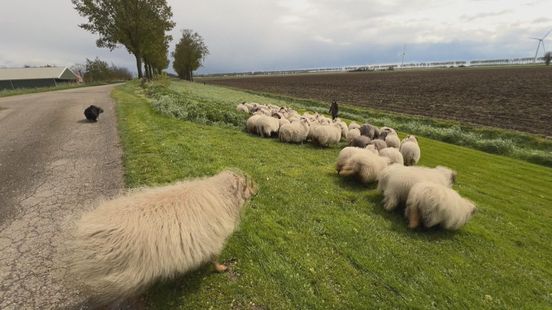 Herder radeloos na acht schapen gestolen: 'Ik ken ze allemaal bij kop'
