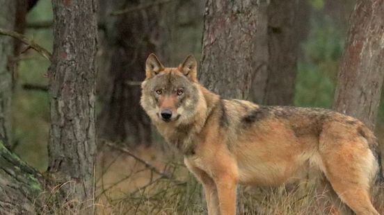 Tientallen boetes voor wolventoeristen tussen Ede en Arnhem