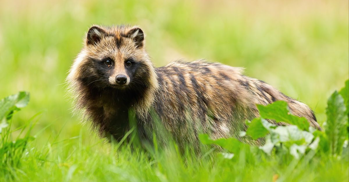 De Wasbeerhond Heeft Zich Vrijwel Ongemerkt In Overijssel Gevestigd de-wasbeerhond-heeft-zich-vrijwel-ongemerkt-in-overijssel-gevestigd