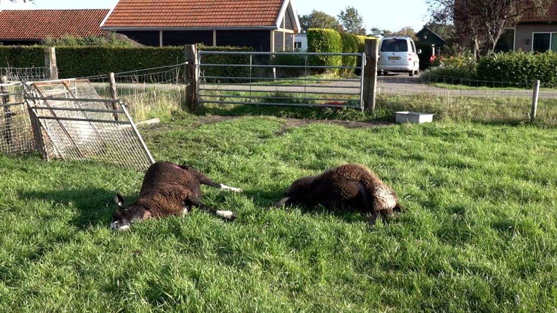 De dode schapen in Elspeet.