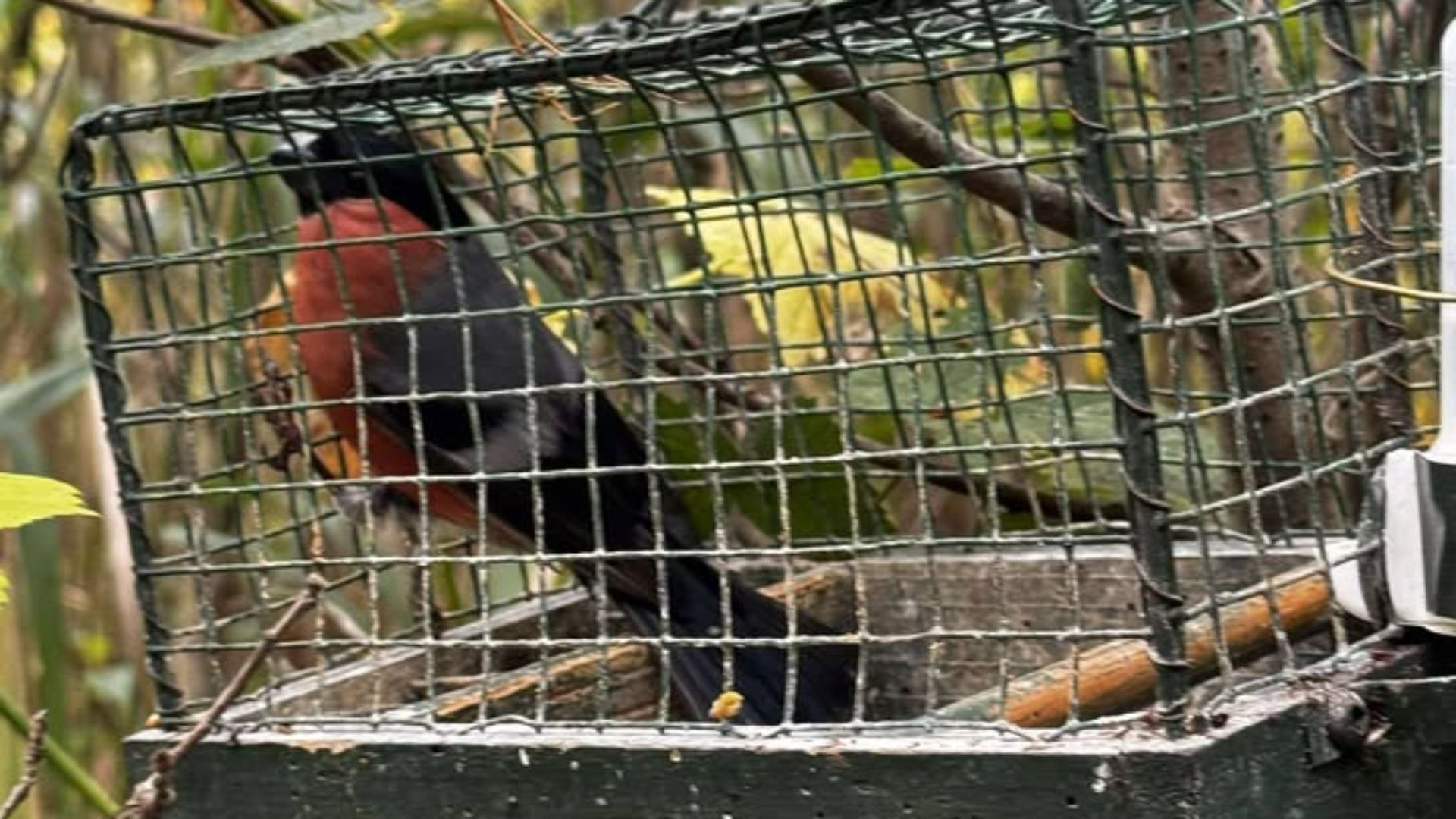 Bewoners ontdekken vogelkooien in de bosjes
