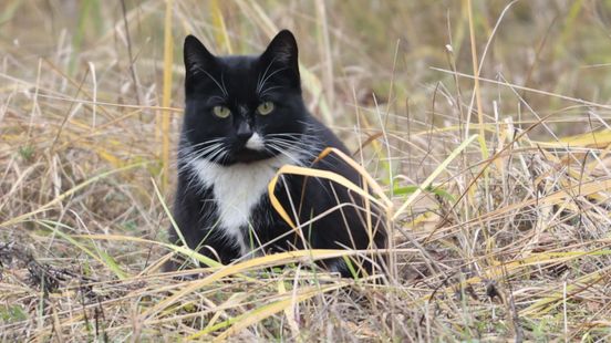 Grote weerstand tegen Overijsselse overweging om zwerfkatten af te schieten Home