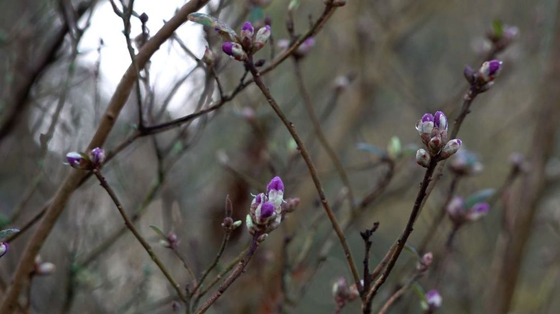 Rododendrons lopen begin januari al uit door het extreem zachte weer