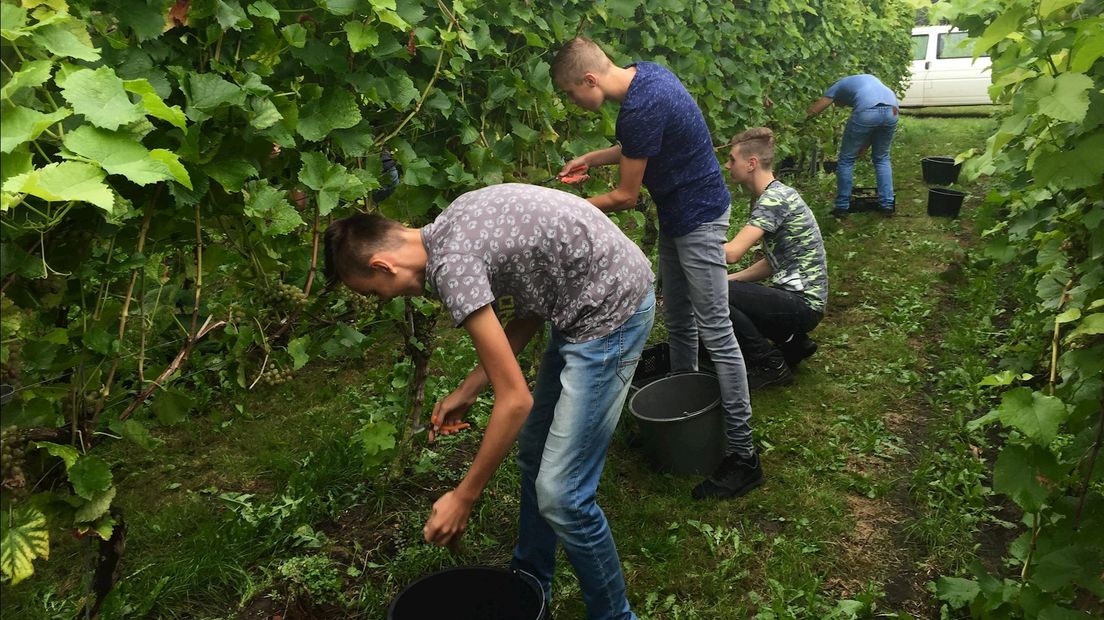 Met man en macht werken in de wijngaarden in Bentelo