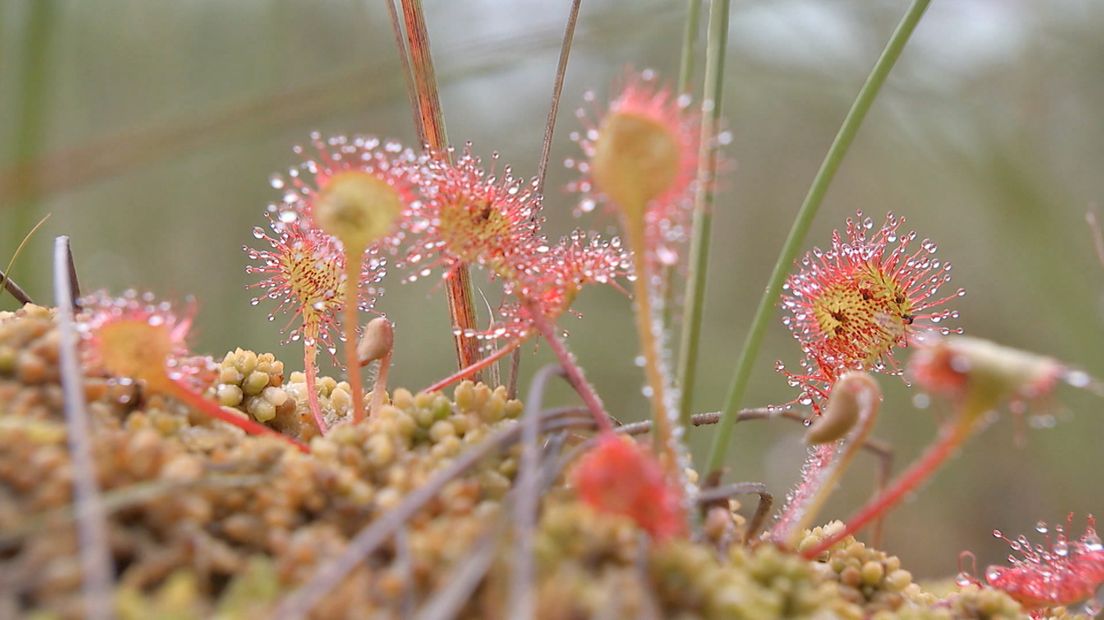 Bomen en planten hebben stikstof nodig om te groeien. De natuur kan dus niet zonder stikstof, maar het gaat fout als er te veel stikstof is. Goed fout zelfs. Als er geen herstelmaatregelen worden genomen, dreigen de meest kwetsbare natuurgebieden van Gelderland ten onder te gaan door de stikstofcrisis.